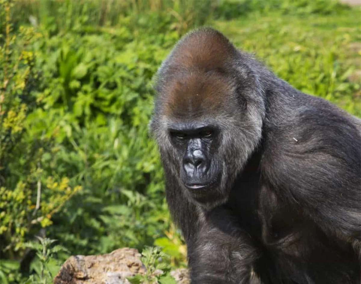 Koko là một con khỉ đột được dạy khả năng sử dụng ngôn ngữ ký hiệu để giao tiếp với con người.Penny Patterson, một nhà tâm lý học động vật, tiết lộ rằng Koko đã nói về "thế giới bên kia". Khi được hỏi: "Loài động vật sẽ đi đâu sau khi chúng chết?". Koko trả lời: "Đến một cái hố thoải mái". Câu trả lời đã khiến nhiều người ngạc nhiên và dẫn tới nhiều cuộc tranh luận triết học.