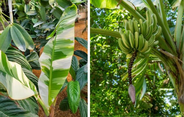 Xôn xao cây chuối "đột biến" có vỏ quả màu kẻ "rằn ri" khiến dân tình thi nhau trả giá để được ăn thử 1 lần