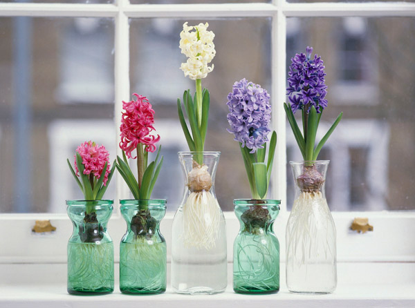 4 loại cây đẹp mắt nhưng phạm phong thủy, để trong nhà rước họa vào thân, nhiều người không biết bảo sao nghèo mãi