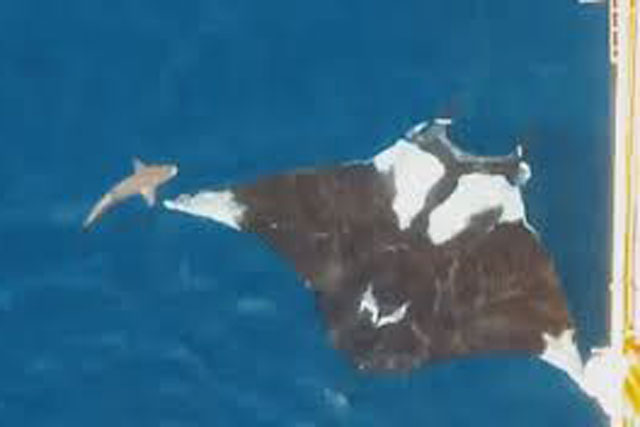 Sinh vật khổng lồ có thể nặng 3 tấn, dài 9m - Cá mập cũng trở nên nhỏ bé khi bơi bên cạnh