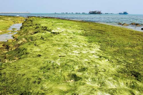 Rêu xanh trầm tích núi lửa ở đảo Lý Sơn