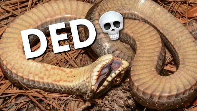 Rắn mũi hếch: Đã giả chết rồi lại còn phát ra mùi hôi