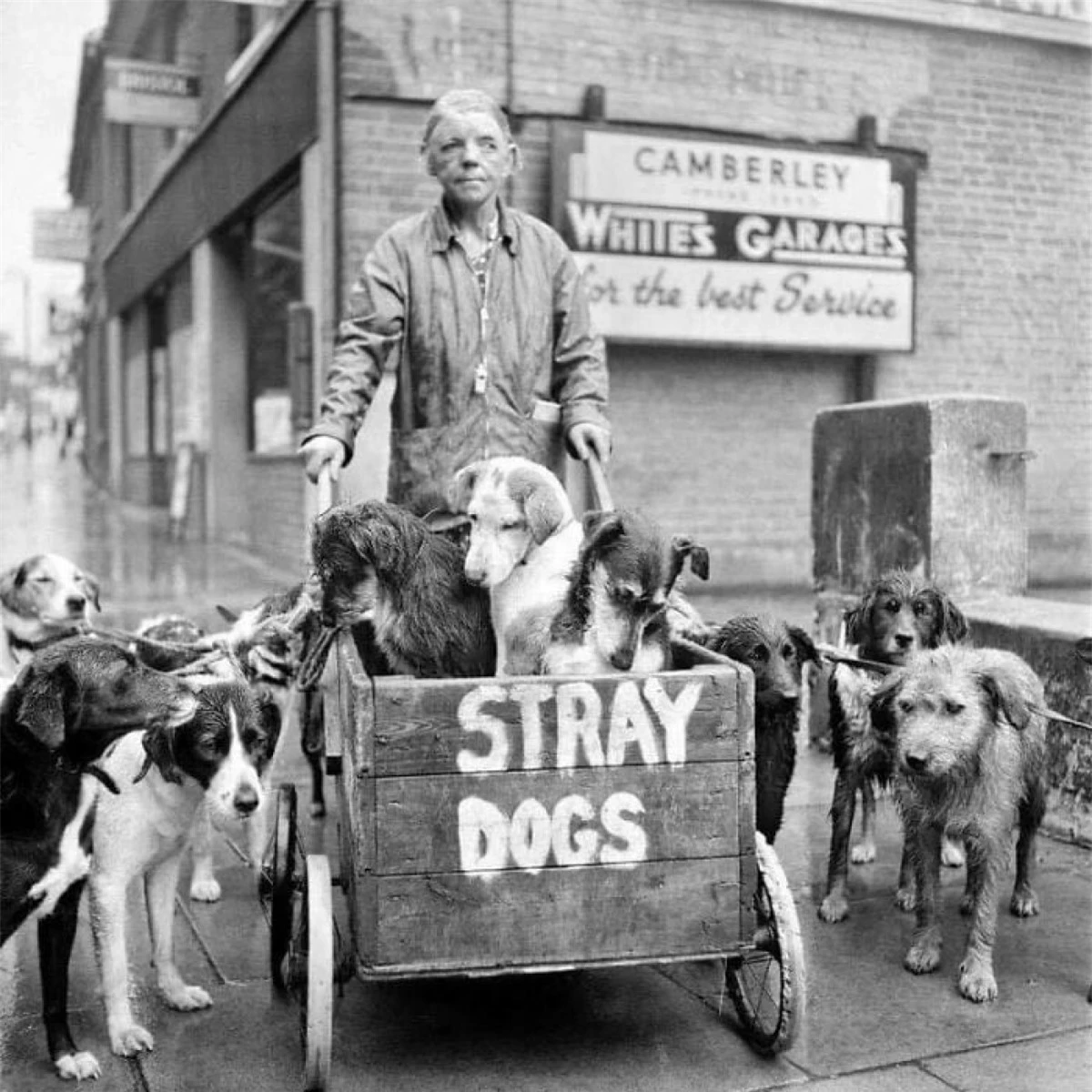 Camberley Kate và những chú chó hoang của bà ở Anh. Bà chưa từng từ chối bất kỳ chú chó hoang nào và đã chăm sóc hơn 600 chú chó trong cuộc đời của mình. Bức ảnh trên được chụp vào năm 1962.