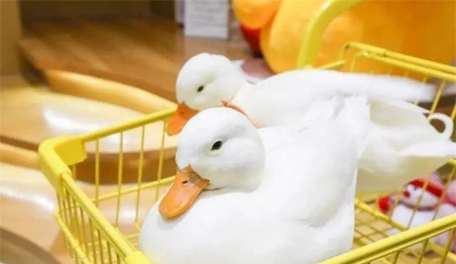 Trào lưu nuôi vịt gọi - Call Duck: Thú vui của &quot;đại gia&quot;, chấp nhận mùi hôi cùng tiếng kêu đinh tai nhức óc vì chúng quá dễ thương - Ảnh 1.