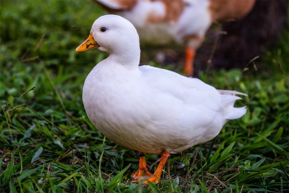 Trào lưu nuôi vịt gọi - Call Duck: Thú vui của &quot;đại gia&quot;, chấp nhận mùi hôi cùng tiếng kêu đinh tai nhức óc vì chúng quá dễ thương - Ảnh 10.