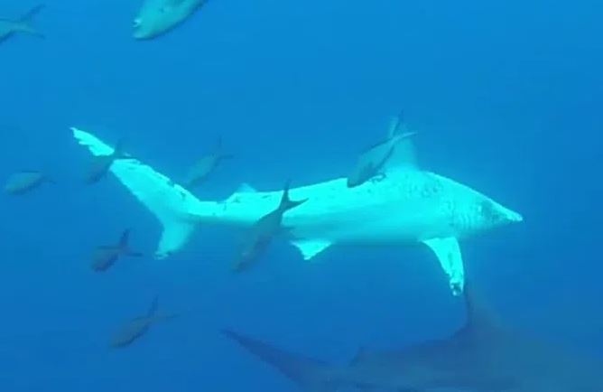 Bắt gặp cá mập bạch tạng cực hiếm ngoài khơi Ecuador