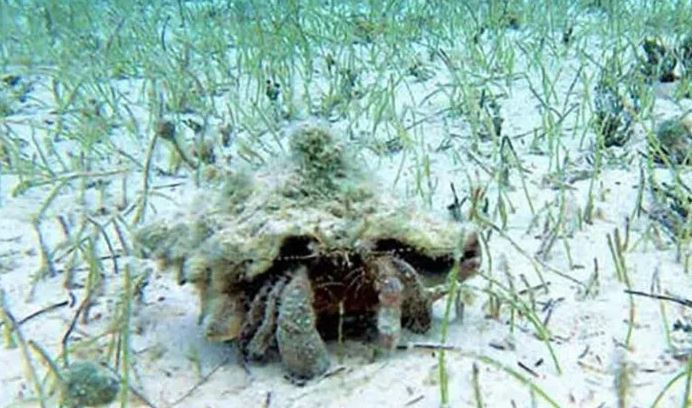 Độc đáo loài cua ẩn sĩ "mượn nhà” và vác trên lưng