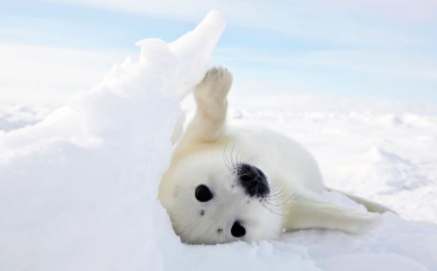 "Tan chảy" với tiếng hải cẩu con gọi mẹ, bật mí những sự thật về loài vật biển đáng yêu này