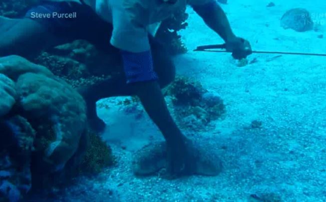 Kỳ lạ 'nhân sâm' biển khiến thợ lặn mạo hiểm tính mạng để lùng sục: Giá 81 triệu đồng/kg