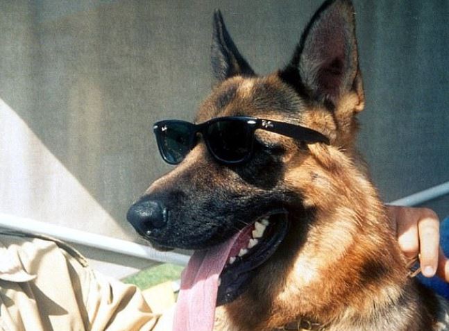 Top 8 thú cưng giàu nhất hành tinh: Sống sung sướng với tài sản hàng trăm triệu USD, nổi tiếng đến độ sao Hollywood cũng phải ghen tị