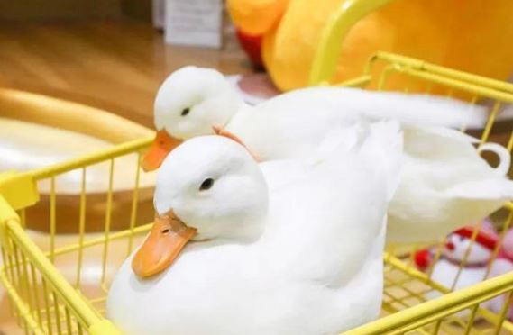 Trào lưu nuôi vịt gọi - Call Duck: Thú vui của "đại gia", chấp nhận mùi hôi, tiếng kêu đinh tai vì chúng quá dễ thương