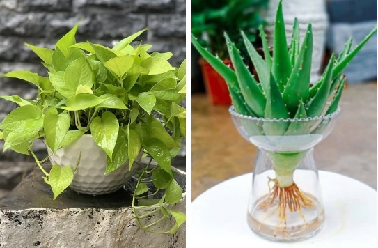 4 loại cây đặt trong phòng giúp điều hòa sức khỏe, cải thiện giấc ngủ: Nhà nào cũng nên có