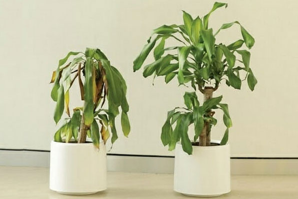 6 nguyên nhân khiến cây xanh trong nhà chết rũ