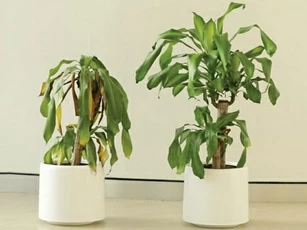 6 nguyên nhân khiến cây xanh trong nhà chết rũ