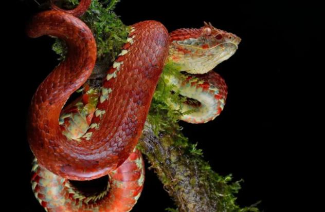Rắn lục nhưng lại có màu đỏ nâu, 'sát thủ bóng đêm' này nguy hiểm ra sao?