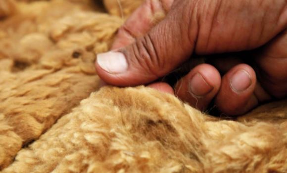 Ít ai biết được sự thật về loại len đắt giá nhất thế giới, có tiền cũng chưa chắc mua được