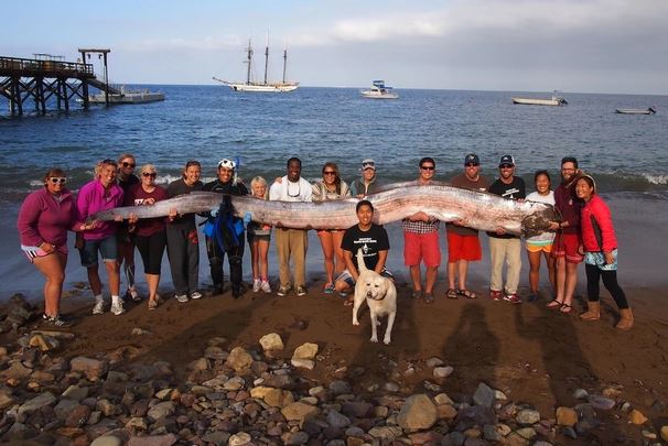 Tại sao dưới biển sâu lại có nhiều sinh vật khổng lồ?