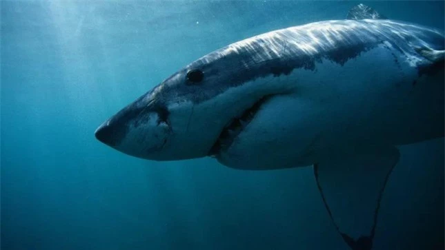 Cá mập trắng nặng nửa tấn nổi ngoài khơi New Jersey: Điều gì sẽ xảy ra? ảnh 1