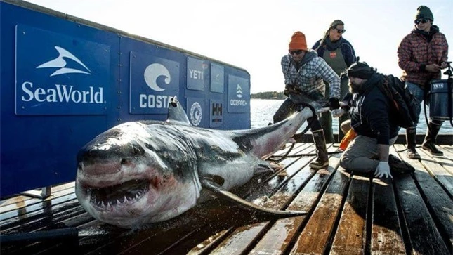 Cá mập trắng nặng nửa tấn nổi ngoài khơi New Jersey: Điều gì sẽ xảy ra? ảnh 2
