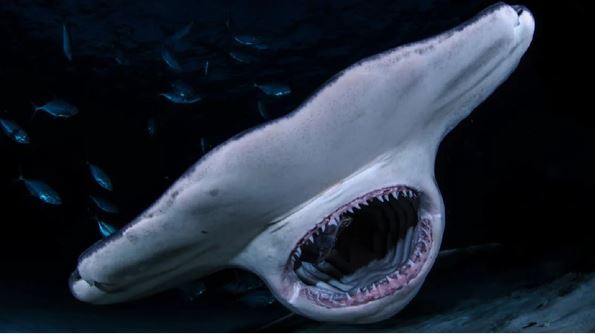 Trong bảy loài cá mập tử thần, cá mập trắng lớn tấn công con người nhiều nhất