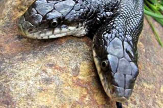 Kỳ lạ cách các chuyên gia cho rắn 2 đầu ăn uống