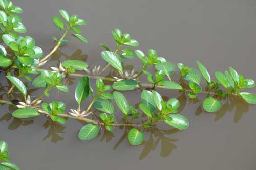 Loại rau mọc dại là đặc sản ở miền Tây, chấm với mắm kho là 'chuẩn bài'