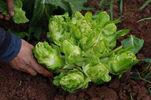 Rau mầm đá ở Sa Pa: Xưa là đặc sản tiến vua, nay có tiền chưa chắc mua được