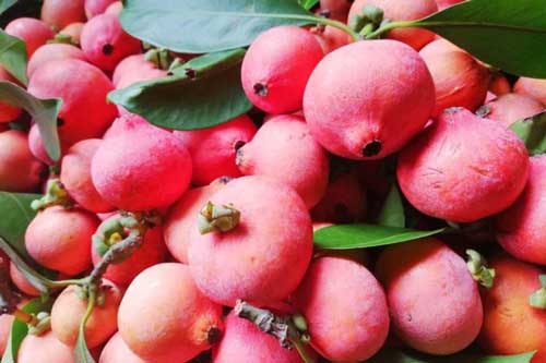 Trái cây rừng lạ hoắc, ăn chua chua giòn giòn khiến nhiều người tò mò muốn thử