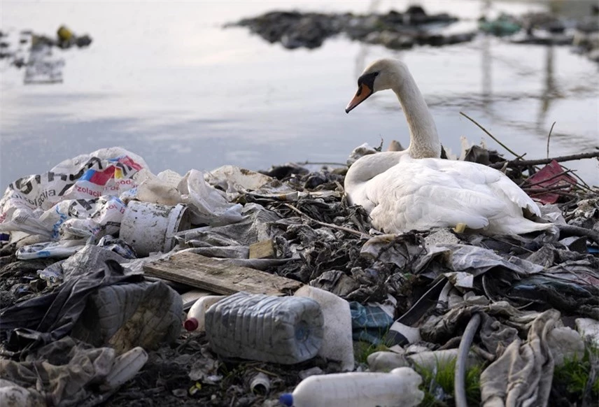 Một con thiên nga ngồi giữa những chai nhựa và rác thải tại sông Danube ở Belgrade, Serbia. Ảnh: AP.