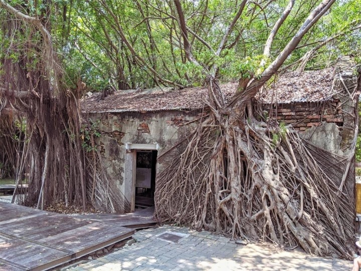Ngôi nhà cây 200 tuổi - ‘công trình’ ma mị của thiên nhiên thu hút du khách - 10