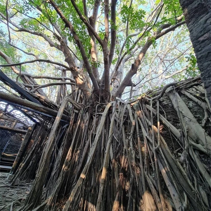 Ngôi nhà cây 200 tuổi - ‘công trình’ ma mị của thiên nhiên thu hút du khách - 3