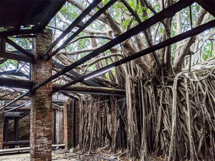 Ngôi nhà cây 200 tuổi - ‘công trình’ ma mị của thiên nhiên thu hút du khách - 5