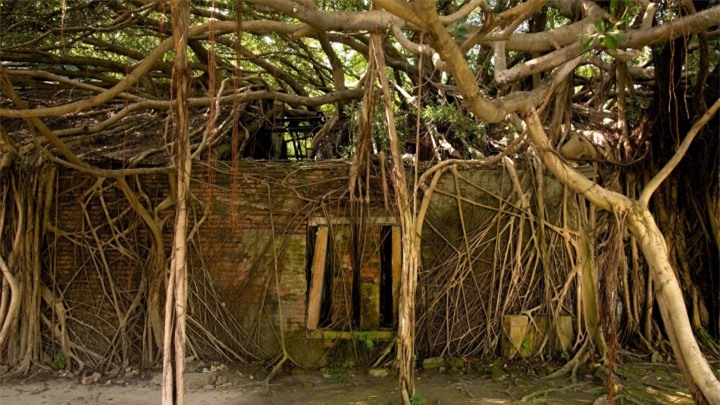 Ngôi nhà cây 200 tuổi - ‘công trình’ ma mị của thiên nhiên thu hút du khách - 7