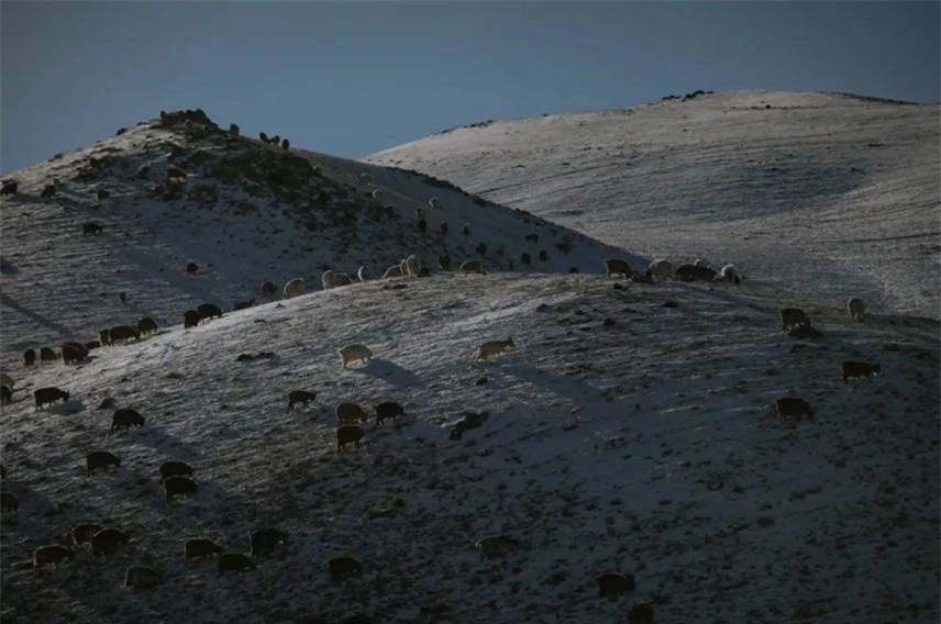 Mông Cổ là quê hương của loài dê với chất lông quý giá. Ảnh: The Guardian.