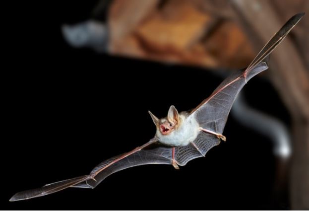 Dơi bắt chước tiếng vo ve của ong bắp cày để xua kẻ thù