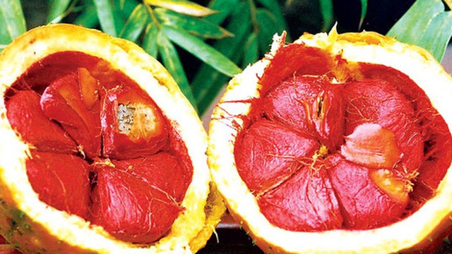 Da đẹp mịn màng với hạt gấc có thể bạn chưa biết