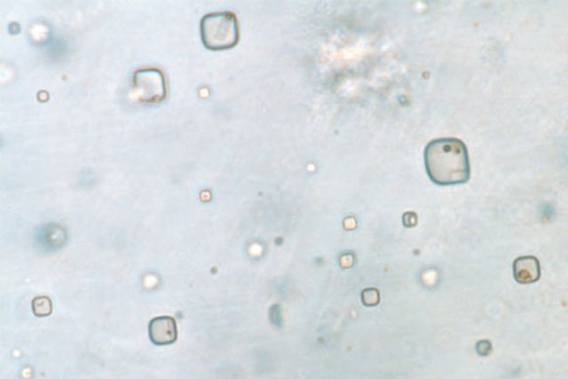 "Xác ướp" 830 triệu năm chỉ ra nơi sinh vật sao Hỏa trú ẩn