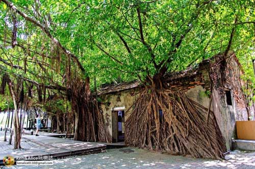 Ngôi nhà cây 200 tuổi - ‘công trình’ ma mị của thiên nhiên thu hút du khách