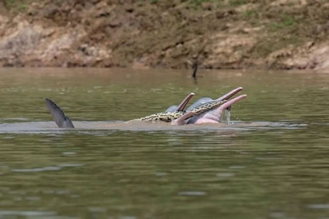 Cá heo nước ngọt ngoạm trăn Nam Mỹ: Nô đùa hay...?