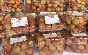 Vải thiều Bắc Giang, Hải Dương sẵn sàng "xuất ngoại" khi vào vụ