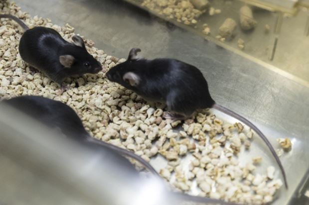 Truyền dịch não tủy để cải thiện chức năng ghi nhớ ở chuột già