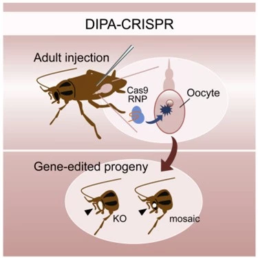 Các nhà khoa học vừa tạo ra một loài gián đột biến gen bằng công nghệ CRISPR - Ảnh 6.