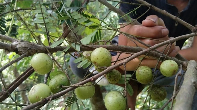 Nghiên cứu mới nhất: Công dụng tuyệt vời của loài quả dại mọc khắp nơi ảnh 1