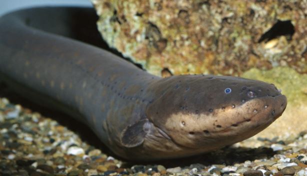 Cá chình điện: Nguồn cảm hứng cho loại pin điện đầu tiên trên thế giới