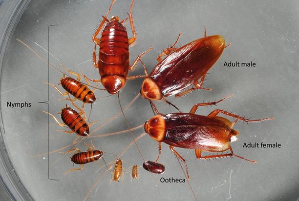 Các nhà khoa học vừa tạo ra một loài gián đột biến gen bằng công nghệ CRISPR