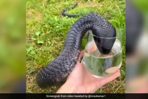 Rùng mình cảnh rắn hổ mang uống nước trong ly
