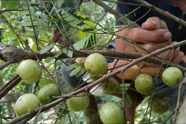 Nghiên cứu mới nhất: Công dụng tuyệt vời của loài quả dại mọc khắp nơi
