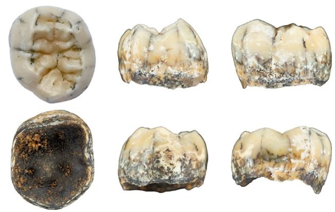 Hóa thạch răng hàm tìm thấy ở Lào có thể thuộc về người Denisova