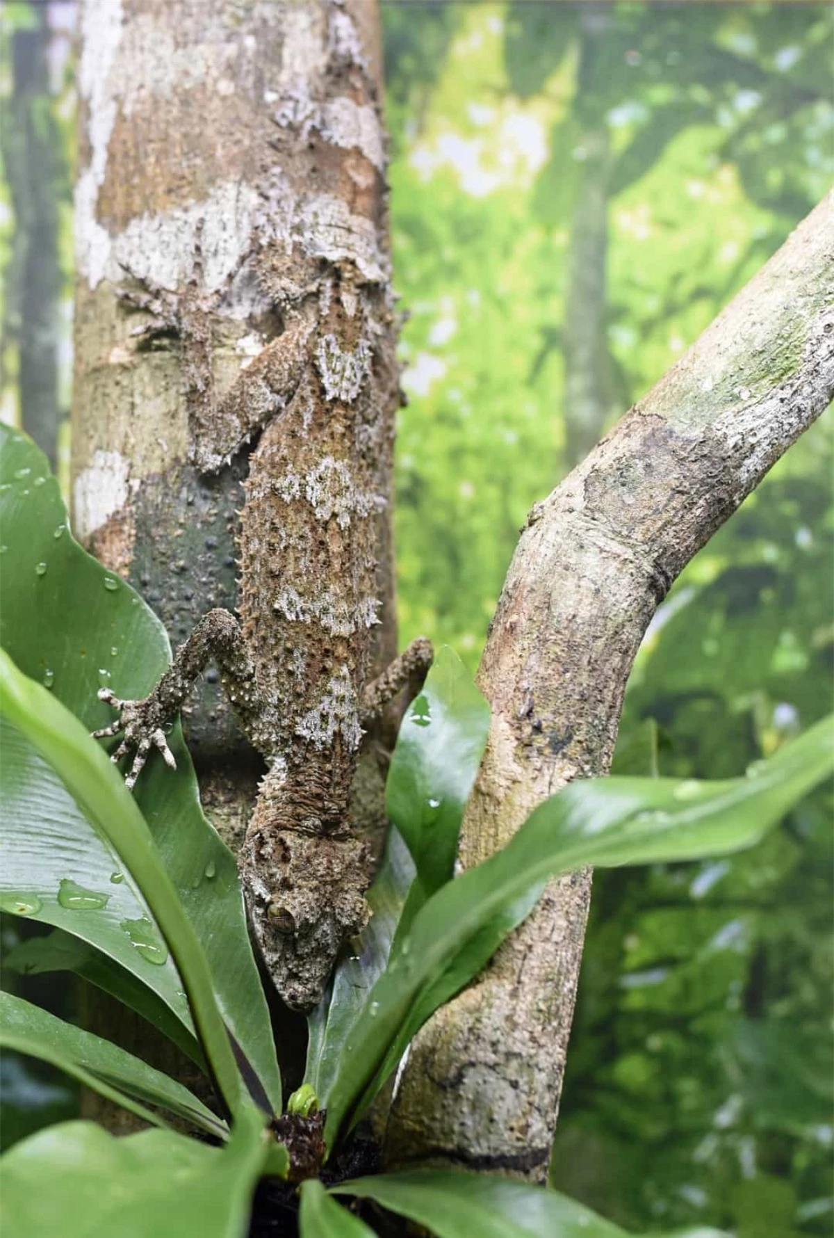 Dường như không thể phân biệt được đâu là cành cây và đâu là con tắc kè đuôi lá.Loài tắc kè này giống hệt với những chiếc lá khô được tìm thấy trên nền rừng hoặc thậm chí giữa các cành cây.