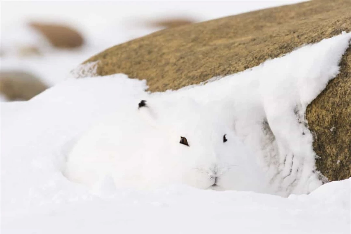Một chú thỏ rừng Bắc Cực đang cuộn mình trong đống tuyết.Thỏ Bắc cực chịu rét được nhờ một bộ lông dày và thường đào lỗ dưới mặt đất hoặc tuyết để giữ ấm và ngủ.